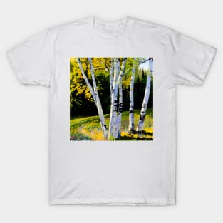 Birch Trees in Autumn T-Shirt